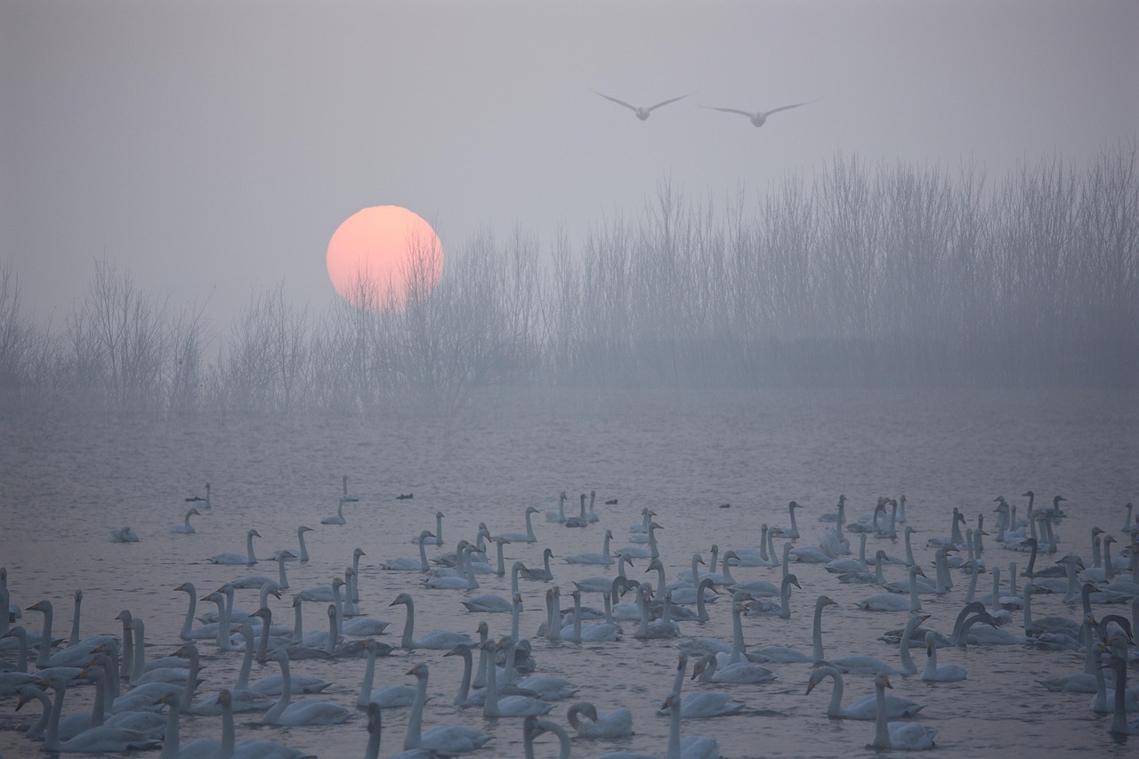 A swan on calm water at sunrise